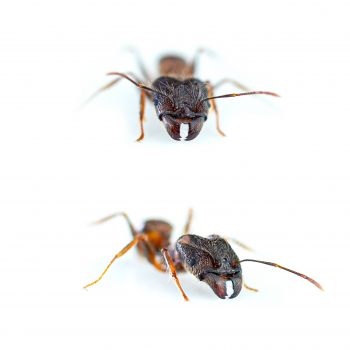 Preview: Pheidole cf. yeensis